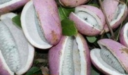 恩施网红吃瓜事件真相,真相背后的网络狂欢与反思