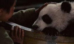 熊猫回家路在线观看,穿越山川的温馨归途