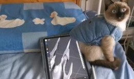 暹罗猫建模爆料视频,揭秘虚拟宠物的魅力与制作过程