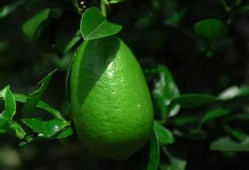 香水柠檬爆料视频播放大全,揭秘明星幕后故事