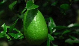 香水柠檬爆料视频播放大全,揭秘明星幕后故事