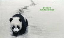 熊猫回家路在线观看,穿越山川的温馨归途