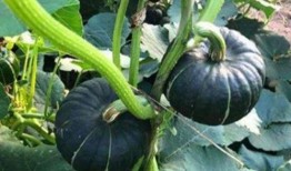 网红同款吃瓜图片高清,高清揭秘网络红人幕后生活