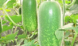 网红同款吃瓜图片高清,高清揭秘网络红人幕后生活