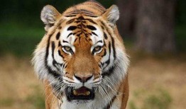 老虎爆料虎牙视频大全