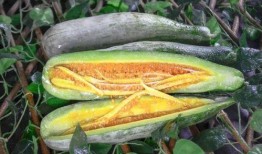 大理祥云网红吃瓜,揭秘大理美食新潮流